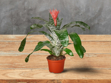 Load image into Gallery viewer, Bromeliad &#39;SilverVase&#39; - 6&quot; Pot
