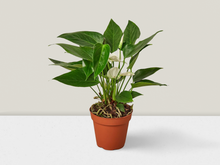 Load image into Gallery viewer, Anthurium &#39;White&#39; - 4&quot; Pot
