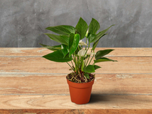 Load image into Gallery viewer, Anthurium &#39;White&#39; - 4&quot; Pot
