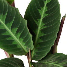 Load image into Gallery viewer, Calathea &#39;Warscewiczii&#39; Prayer Plant - 6&quot; Pot
