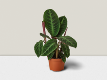 Load image into Gallery viewer, Calathea &#39;Warscewiczii&#39; Prayer Plant - 6&quot; Pot

