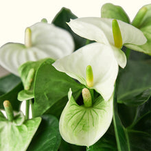 Load image into Gallery viewer, Anthurium &#39;White&#39; Flamingo Flower - 6&quot; Pot
