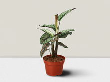 Load image into Gallery viewer, Calathea &#39;White Star&#39; in 4 inch Pot
